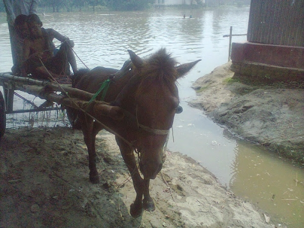 Local life, Sirajganj, Bangladesh